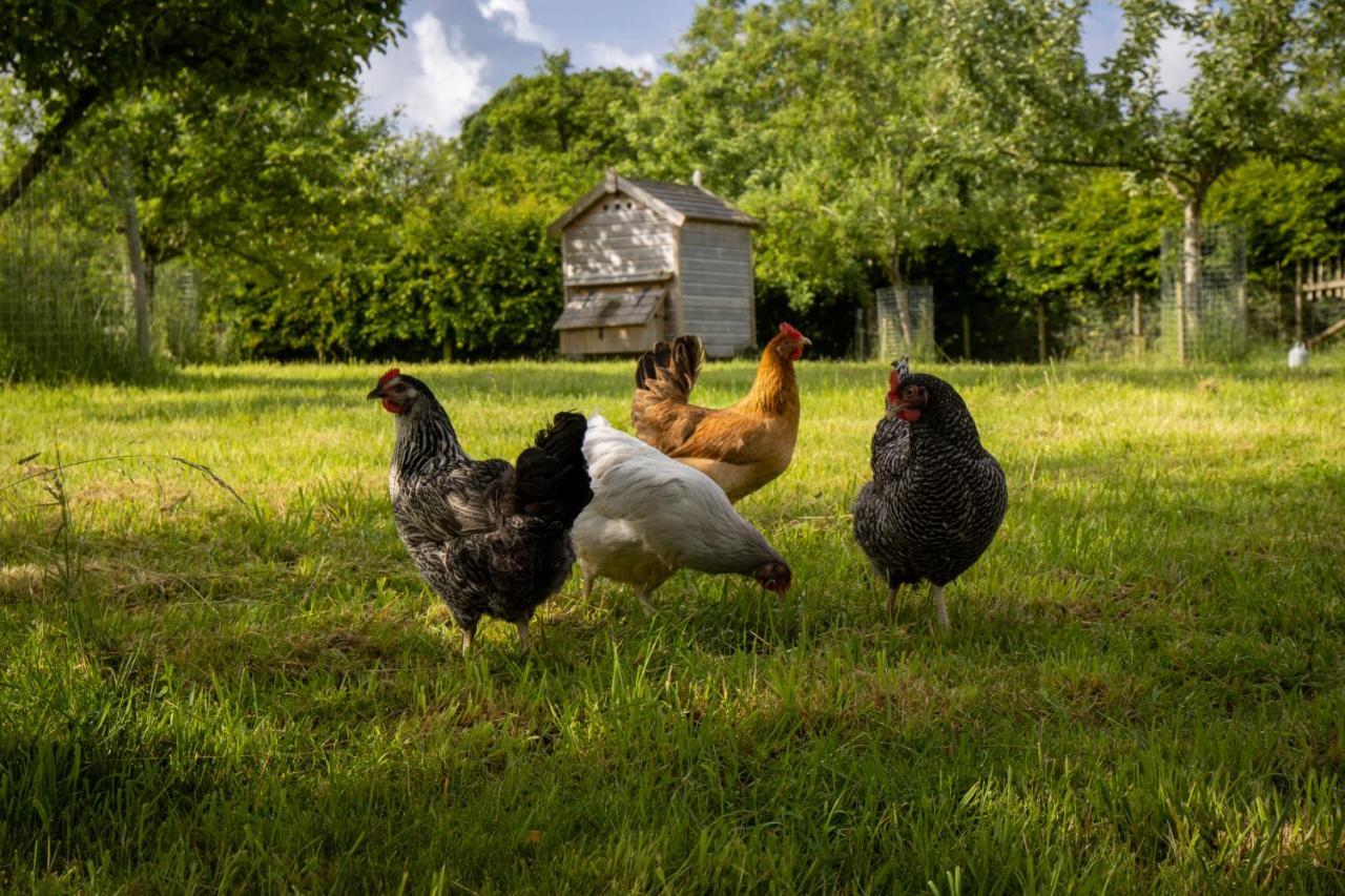 Gutchpool Farm Bed and Breakfast Gillingham  Εξωτερικό φωτογραφία