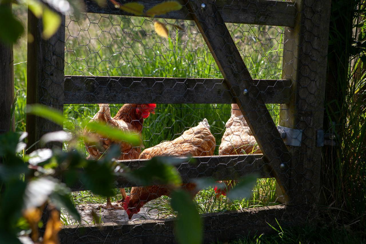 Gutchpool Farm Bed and Breakfast Gillingham  Εξωτερικό φωτογραφία